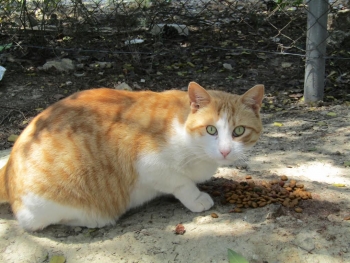 This handsome cat is part of a colony in western Athens recently all spayed/neutered through Nine Lives Greece