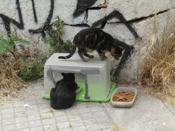 Happy meals rain or shine thanks to this waterproof feeding station at one of the downtown Athens cat colonies