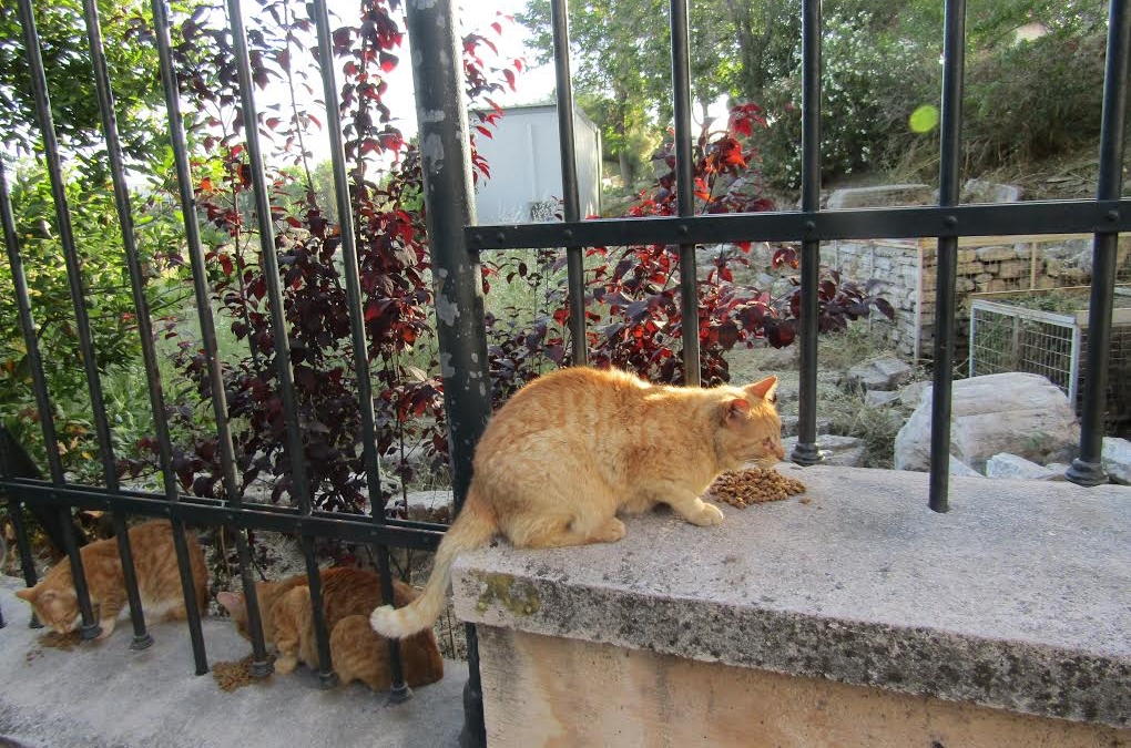 This ginger trio enjoyed Iris‘ visit – especially the delicious cat food she brought!