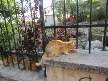 This ginger trio enjoyed Iris‘ visit – especially the delicious cat food she brought!