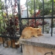 This ginger trio enjoyed Iris‘ visit – especially the delicious cat food she brought!