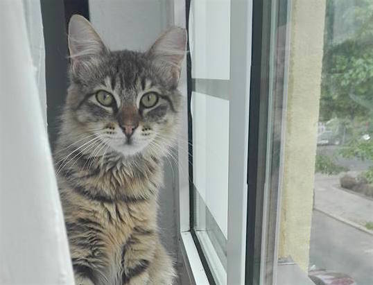 Η Αμάλ, μία πρώην αδέσποτη γάτα, κάθεται δίπλα στο παράθυρο