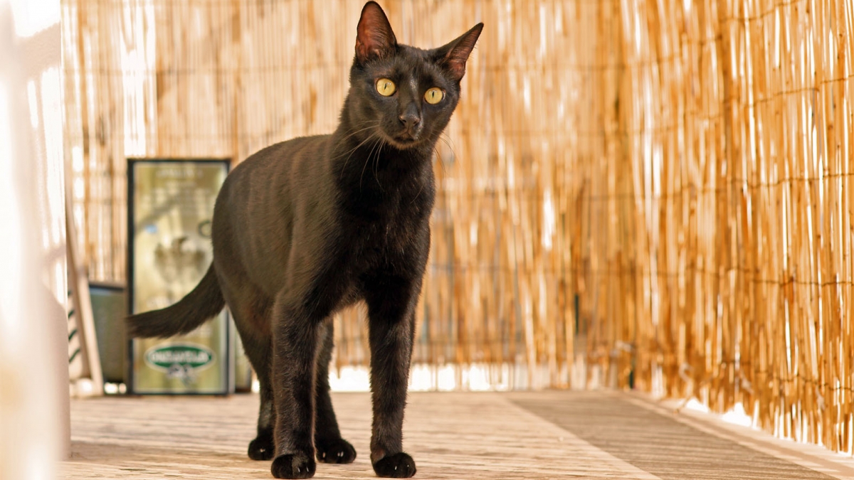Όμορφη μαύρη γάτα με πορτοκαλί μάτια σε μπαλκόνι
