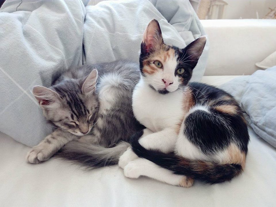 Two lovely rescue cats curled up next to each other after they were adopted