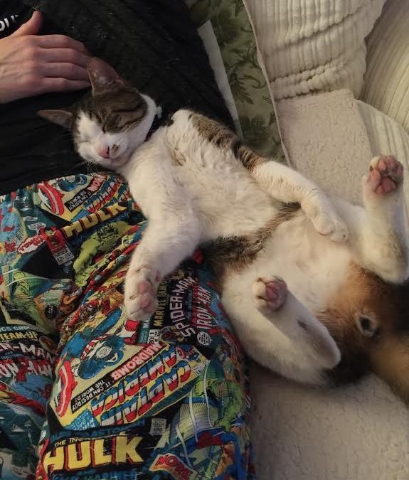 Ο Γλύκας, ένας πρώην αδέσποτος γάτος, αναπαύεται ξαπλωμένος στο σπίτι που υιοθετήθηκε