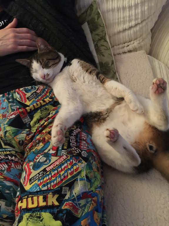 Ο Γλύκας, ένας πρώην αδέσποτος γάτος, αναπαύεται ξαπλωμένος στο σπίτι που υιοθετήθηκε