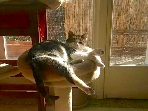 Former member of a cat colony basks in the sun in her adopted home