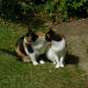 Δύο τρίχρωμες γάτες κάθονται η μία δίπλα στην άλλη, κοιτάζοντας προς την ίδια κατεύθυνση