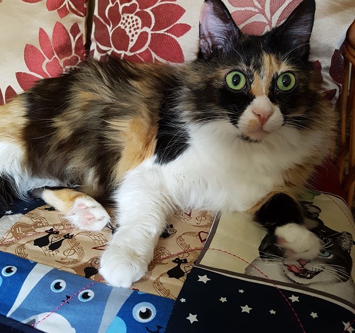 Η τρίχρωη γάτα Ζουζού με τα μεγάλα στρογγυλά μάτια, κοιτάζει τον παρατηρητή της
