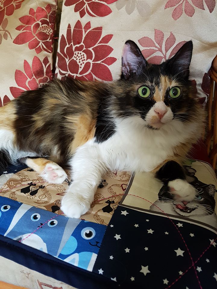 Η τρίχρωη γάτα Ζουζού με τα μεγάλα στρογγυλά μάτια, κοιτάζει τον παρατηρητή της
