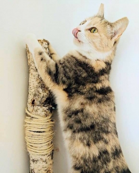 Beautiful Belle, now Ruby, is an Instagram cat star!