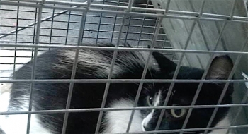 Blacky and Ebony on their way to the vet for spaying.