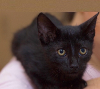 Little Iman is looking to be adopted into a forever home