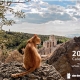 Το εξώφυλλο του γατο-ημερολογίου 2018 με απίθανες φωτογραφίες από τη Σοφιάνα Ψιάχου.