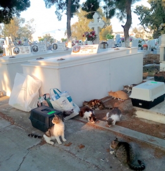 Just a few of the 60 or so cats living in this cemetery eating their food.