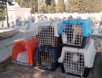 Cats stacked in cat cases in a cemetery awaiting a trip to the vet for sterilization.