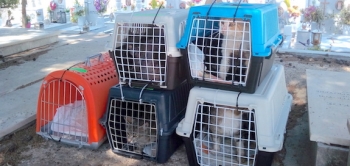 Successful mission – the first batch of cats on their way to the vet for neutering and treatment.