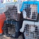 Cats from the cemetery sitting in cat cases on their way to the vet for neutering.