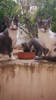 Young grey and white cats eating a meal in the cemetery