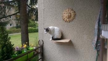 Pantelis, a former stray, now happy and safely enjoying his net-fenced balcony.