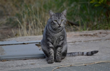 Silver, a silver-grey tabby cat sitting in the cemetery
