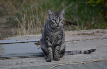 Silver photographed as a stray by Jose Escobar for the 2017 Nine Lives calendar