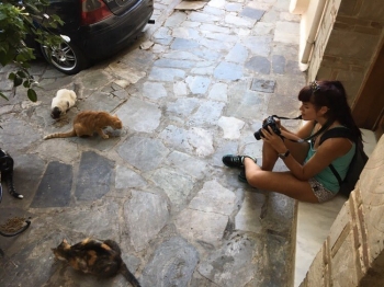 Sofiana taking photos of cats for this year's cat calendar