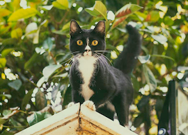 A second is all it takes – don’t put your cat’s life at risk by leaving your balcony, rooftop or garden unfenced.