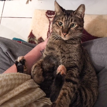 A young tabby cat from a cat colony in the National Gardens