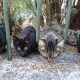 Some cats from a colony having breakfast