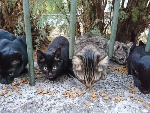 Some cats from a colony having breakfast
