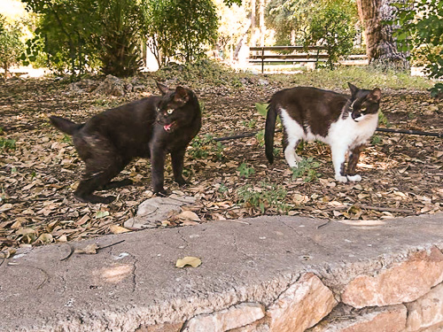 Two cats from a cat colony in the National Gardens, Bruce and Molly Sue in happier days, before their peaceful corner of the park became a target for dogs