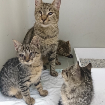 A one-eyed cat and her kittens