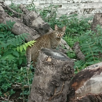 Η μαμά γάτα Willow, πίσω στην αποικία της μετά τη στείρωσή της