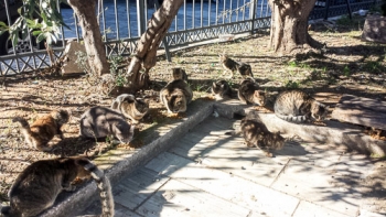 Ευτυχισμένες και υγιείς στειρωμένες γάτες της γατο-αποικίας στο Θησείο