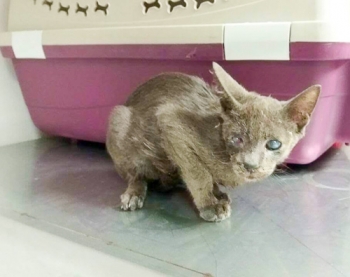 A small, scraggly kitten was found in the cat colony and nurtured back to health by Nine Lives.