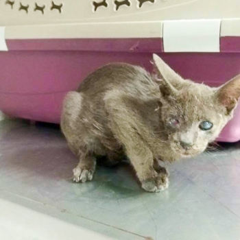 A small, scraggly kitten was found in the cat colony and nurtured back to health by Nine Lives.