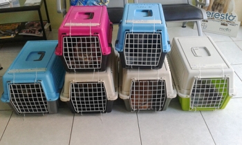 Cats in carrying cases waiting to be spayed as part of World Spay Month