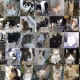 A collage of photos of just some of the cats sponsored for World Spay Month
