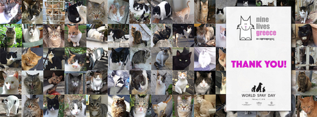 A collage of photos of just some of the cats sponsored for World Spay Month