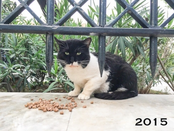 Our clever colony cat, eating his food when he first turned up in 2015.