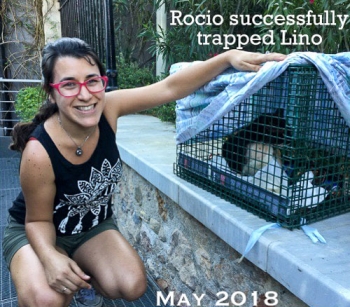 A volunteer, wearing a satisfied grin, kneels next to the clever colony cat that she finally was able to capture for vet treatment.