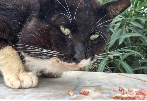 A closeup of our clever colony cat when he first showed up.