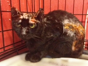 A very badly burned cat in a cage at the vet.