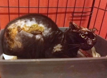 An extremely badly burned cat cowers in a cage at the vet.