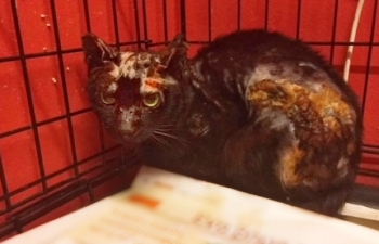 A very badly burned cat in a cage at the vet.