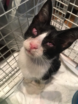 Stray kitten sitting in a cage when he was first rescued.