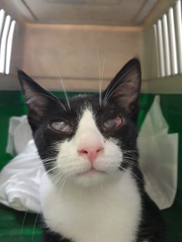 Stray kitten, Boots, sits in a carrier case on his way to the vet.