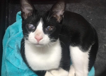 A black and white kitten sitting in his carrier case.