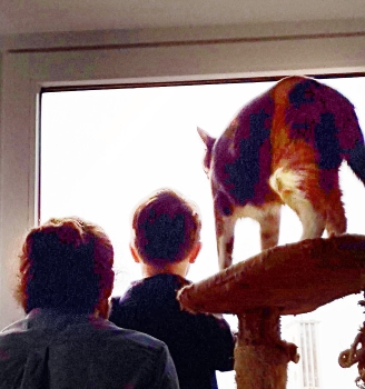 A parent, child and a cat looking out the window.